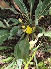 Oenothera primiveris