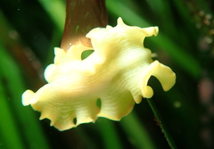 Eurylepta