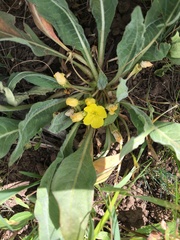 Oenothera primiveris