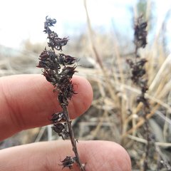 Thompsonella minutiflora