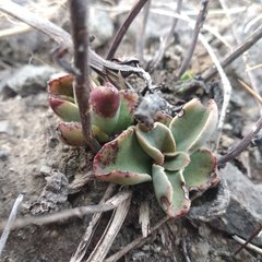 Thompsonella minutiflora