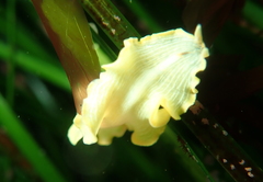 Eurylepta