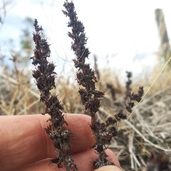Thompsonella minutiflora