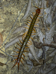 Scolopendra multidens