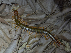 Scolopendra multidens