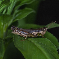 Pseudoxya