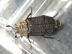 Thanatophilus lapponicus