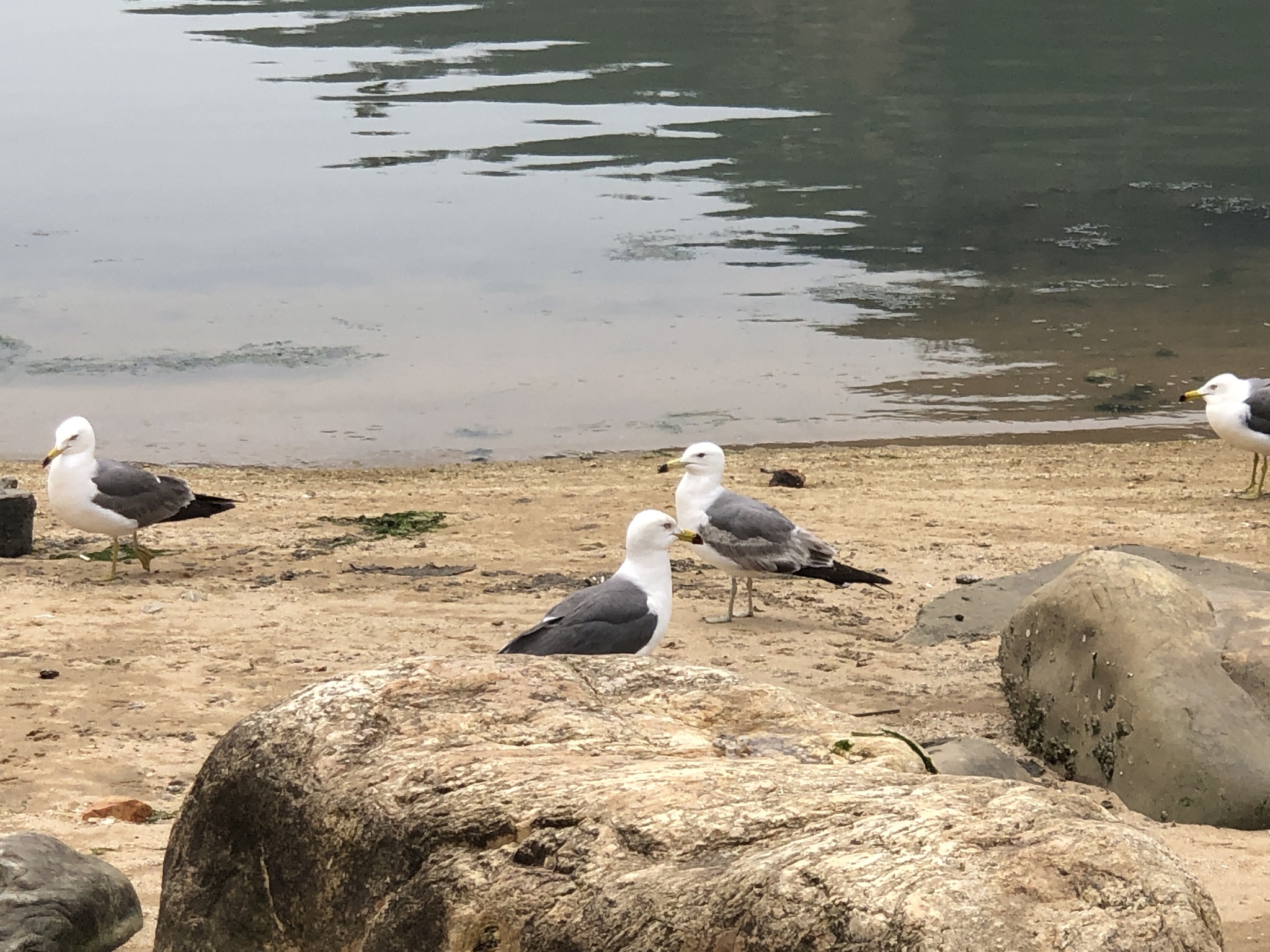 Black-tailed Gull