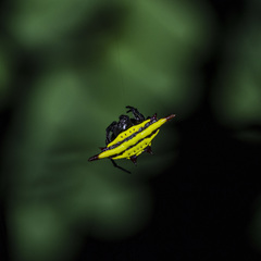 Gasteracantha diadesmia