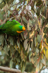 Polytelis swainsonii