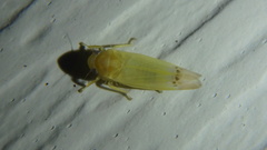 Empoa querci