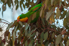 Polytelis swainsonii