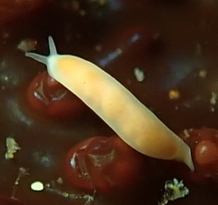 Vorticeros praedatorium