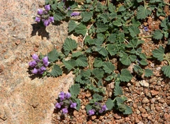 Scutellaria grandiflora