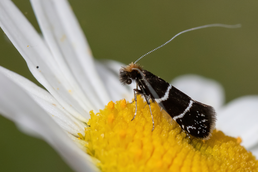 Ocean Spray Fairy Moth