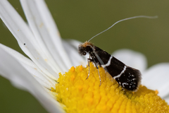 Ocean Spray Fairy Moth