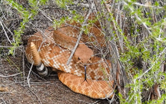 Crotalus ruber ruber
