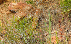 Crotalus ruber ruber