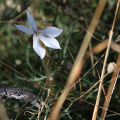 Lithotoma anethifolia
