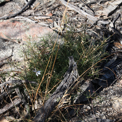 Lithotoma anethifolia