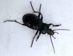 Carabus taedatus