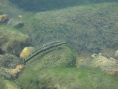 Stiphodon atropurpureus