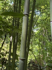 Phyllostachys aureosulcata