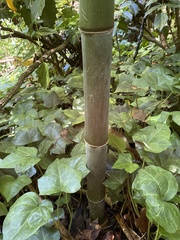 Phyllostachys aureosulcata