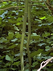 Phyllostachys aureosulcata