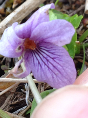 Viola epipsiloides