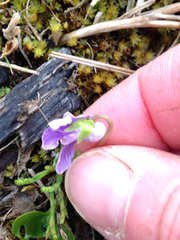 Viola epipsiloides