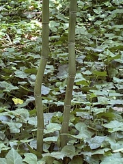 Phyllostachys aureosulcata