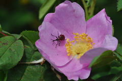 Merhynchites wickhami