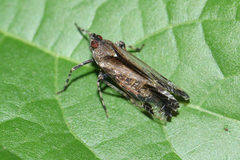 Orthopagus splendens