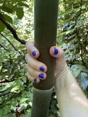 Phyllostachys aureosulcata