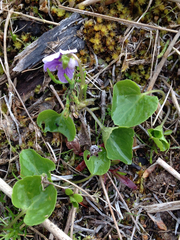 Viola epipsiloides