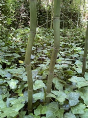 Phyllostachys aureosulcata