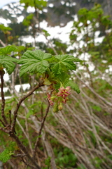 Ribes acerifolium