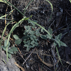 Opercularia hispida