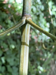 Phyllostachys aureosulcata