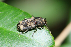 Basitropis