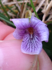 Viola epipsiloides