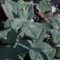 Opercularia hispida