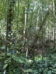 Phyllostachys aureosulcata