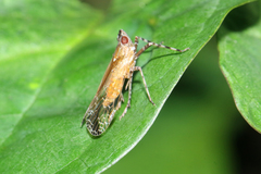 Orthopagus splendens