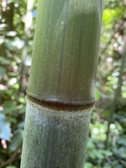 Phyllostachys aureosulcata