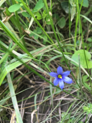 Sisyrinchium mucronatum