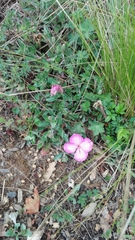 Oenothera deserticola