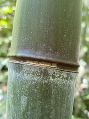 Phyllostachys aureosulcata