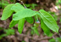 Vaccinium alaskaense